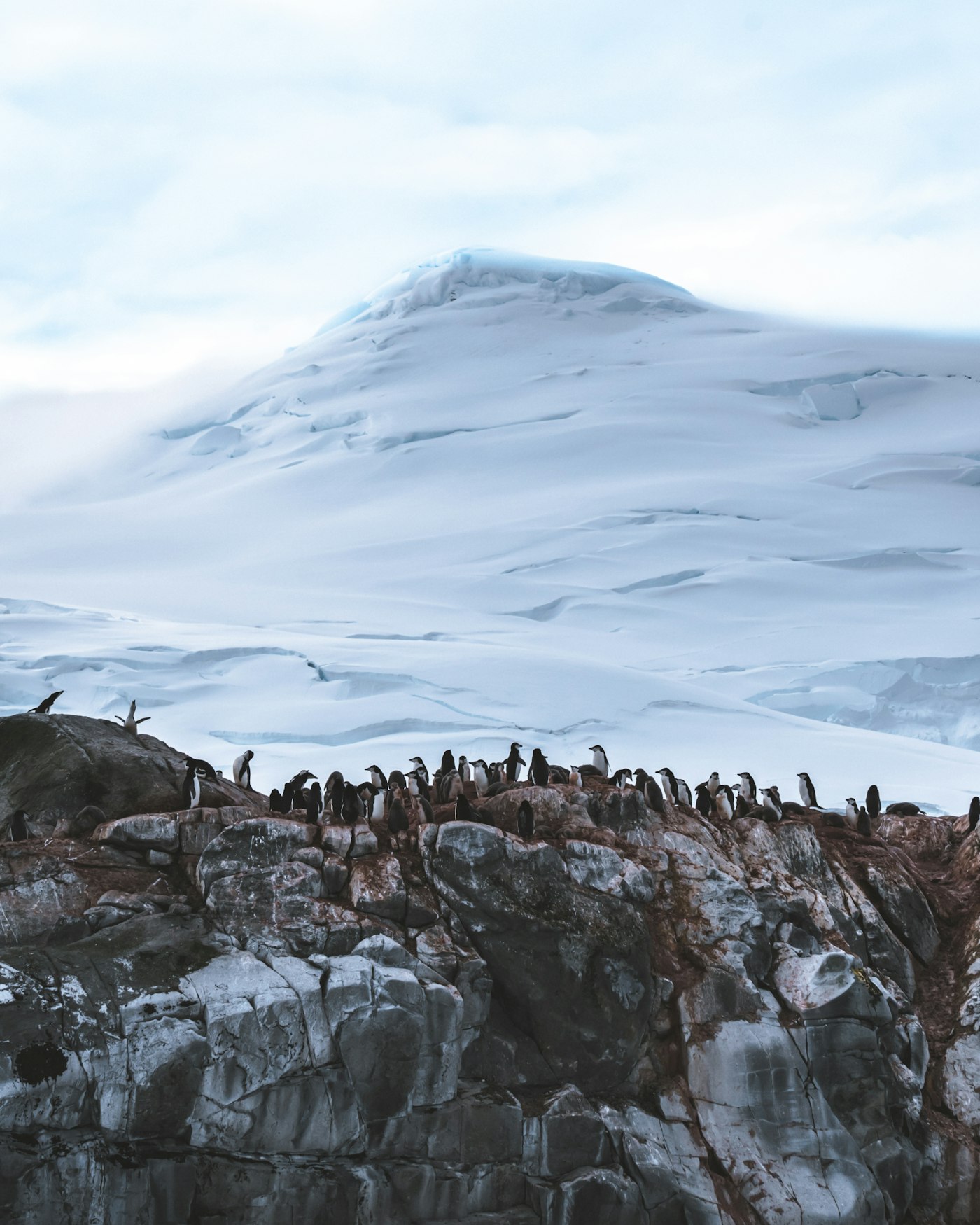 Penguins in a line below snow-covered Antarctic mountains