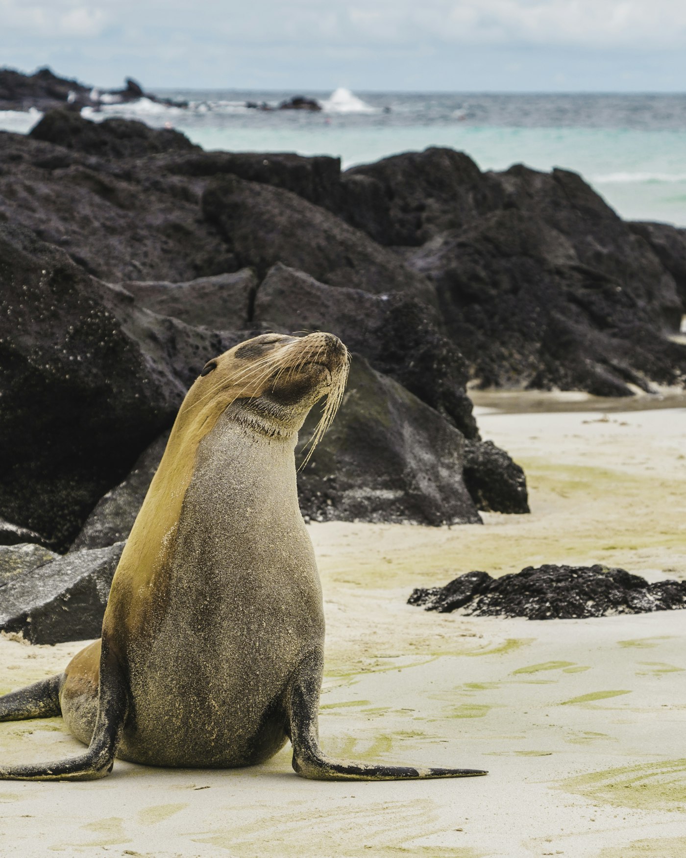 A sea lion resting on white sand in the Galapagos Islands