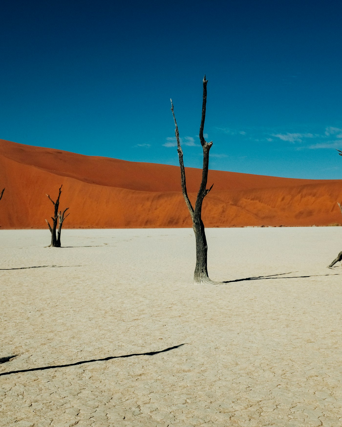Dead camelthorn trees on the white clay pan of Deadvlei, Namibia, below red dunes