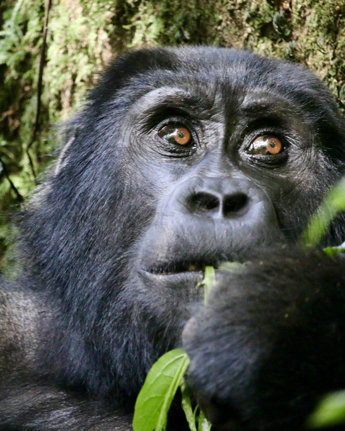 A mountain gorilla in the Bwindi Impenetrable Forest, Uganda
